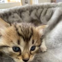 Photo of Root Beer Float