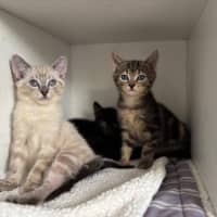 Photo of Pocket