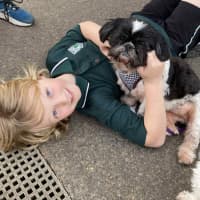 Photo of Piper💖7yo, Shih Tzu Girl (On Trial 14/9/25)