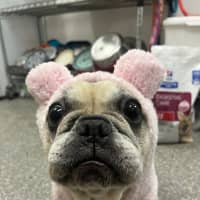 Photo of Cookie