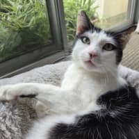 Photo of K   6 Year Old Domestic Short Hair
