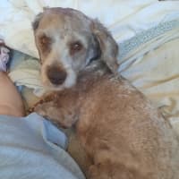 Photo of Teddy