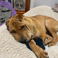 Photo of Sticky Date