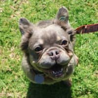 Photo of Eevee
