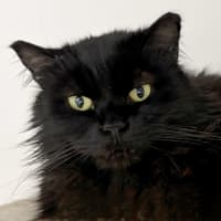 Photo of Bronte Rsta004095