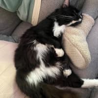 Photo of Twisties
