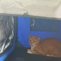 Photo of Amber