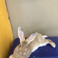 Photo of Cookie