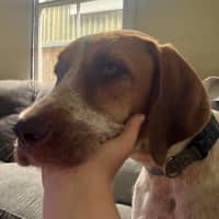 Photo of Bentley   1 Year Old German Pointer X