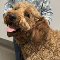 Photo of Lochie   21 Month Old Groodle