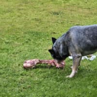 Photo of Rambo   3 Year Old Cattle Dog (Trial 26/9)