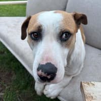 Photo of Bruno