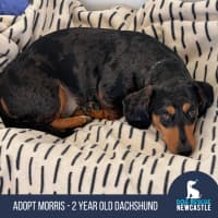 Photo of Morris   2 Year Old Dachshund 