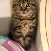 Photo of Fritz