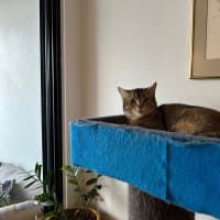 Photo of Shelby