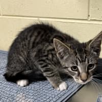 Photo of Pepper