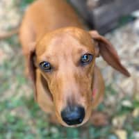 Photo of George   1 Year Old Miniature Dachshund (Trial 25/