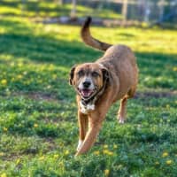 Photo of Bear 