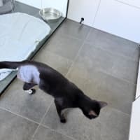 Photo of Morticia