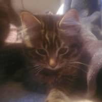 Photo of Memphis And Lucille