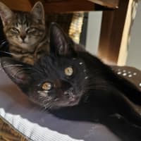 Photo of Wagga Meet Me@Petstock Keysborough 