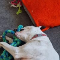 Photo of Dixie