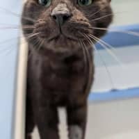 Photo of Onyx