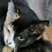 Photo of Phantom ** 2nd Chance Cat Rescue **
