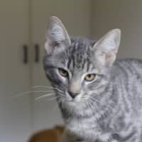 Photo of Mercury