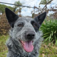 Photo of Ranger