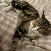 Photo of Taltu