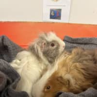 Photo of Ginger