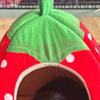 Photo of Jelly & Bean