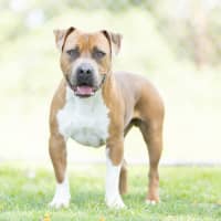 Photo of Yogi