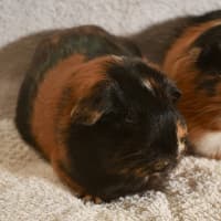 Photo of Sausage & Nutmeg
