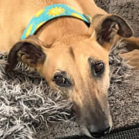 Photo of Sandy, The Greyhound