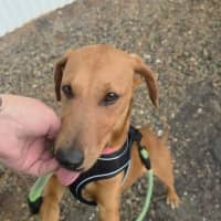 Photo of Daisy