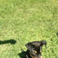 Photo of Pablo   5 Month Old Kelpie X Jack Russell