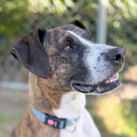 Photo of Xena