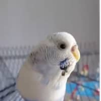 Photo of Gracie