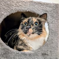 Photo of Charlotte   In Foster Care In Brunswick East