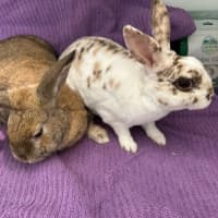 Photo of Cinnabun & Fawn