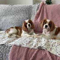 Photo of Beautiful Poppy And Pearl 