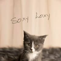 Photo of Soxy Loxy