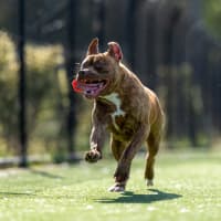 Photo of Tweedle Dee Imp 2366