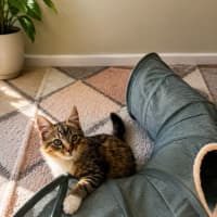 Photo of Scout