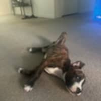 Photo of Chester