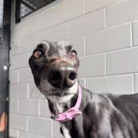 Photo of Skye