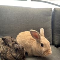 Photo of Hunnybun And Choc Chip 