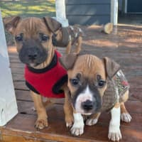 Photo of Jasper   10 Week Old Staffy X (Trial)